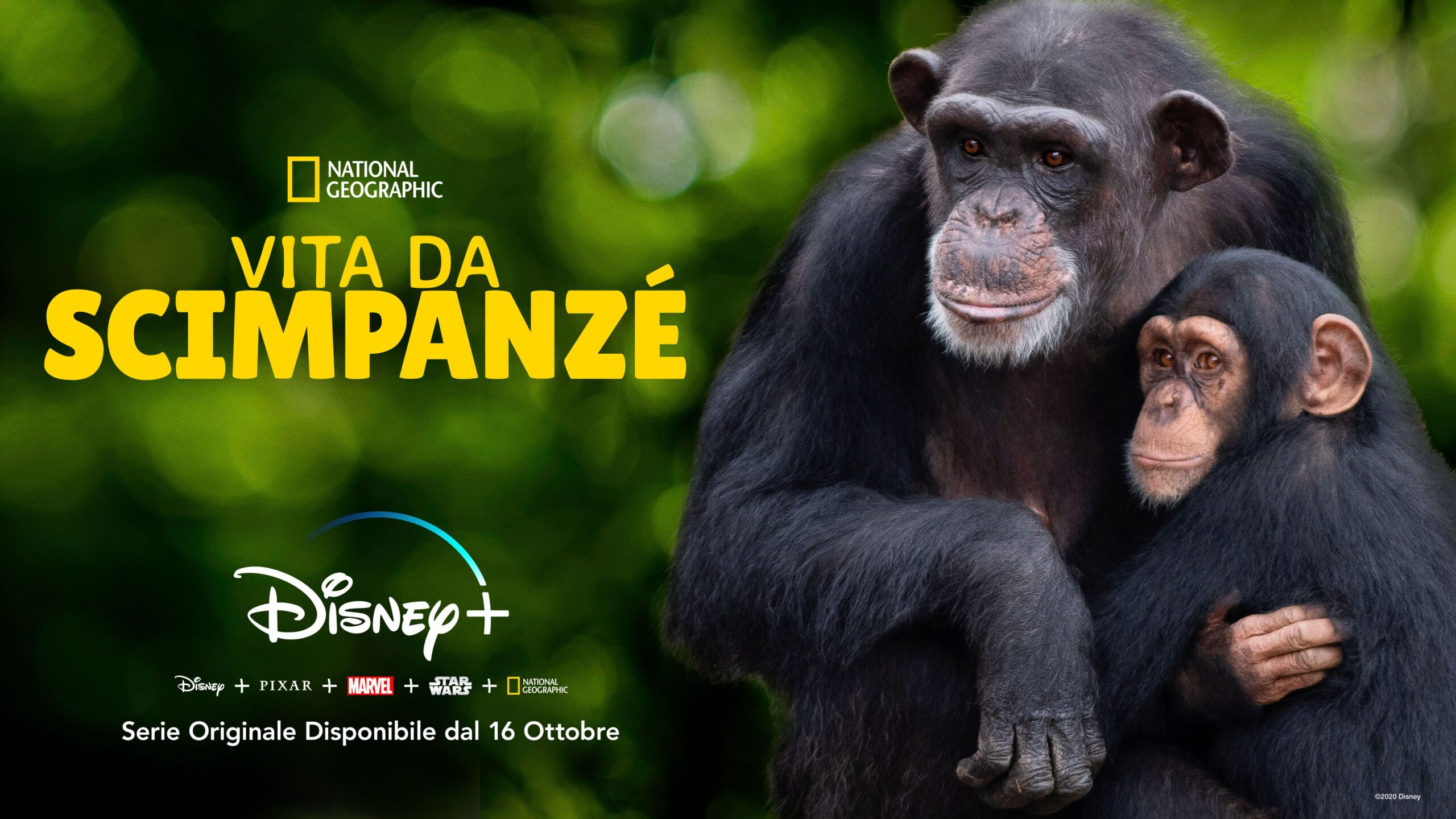 "Vita da scimpanzé": Disney+ rilascia trailer e poster ufficiale