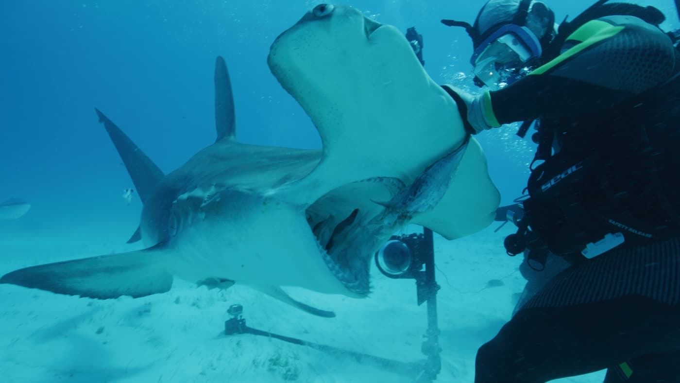 Shark Week discovery channel