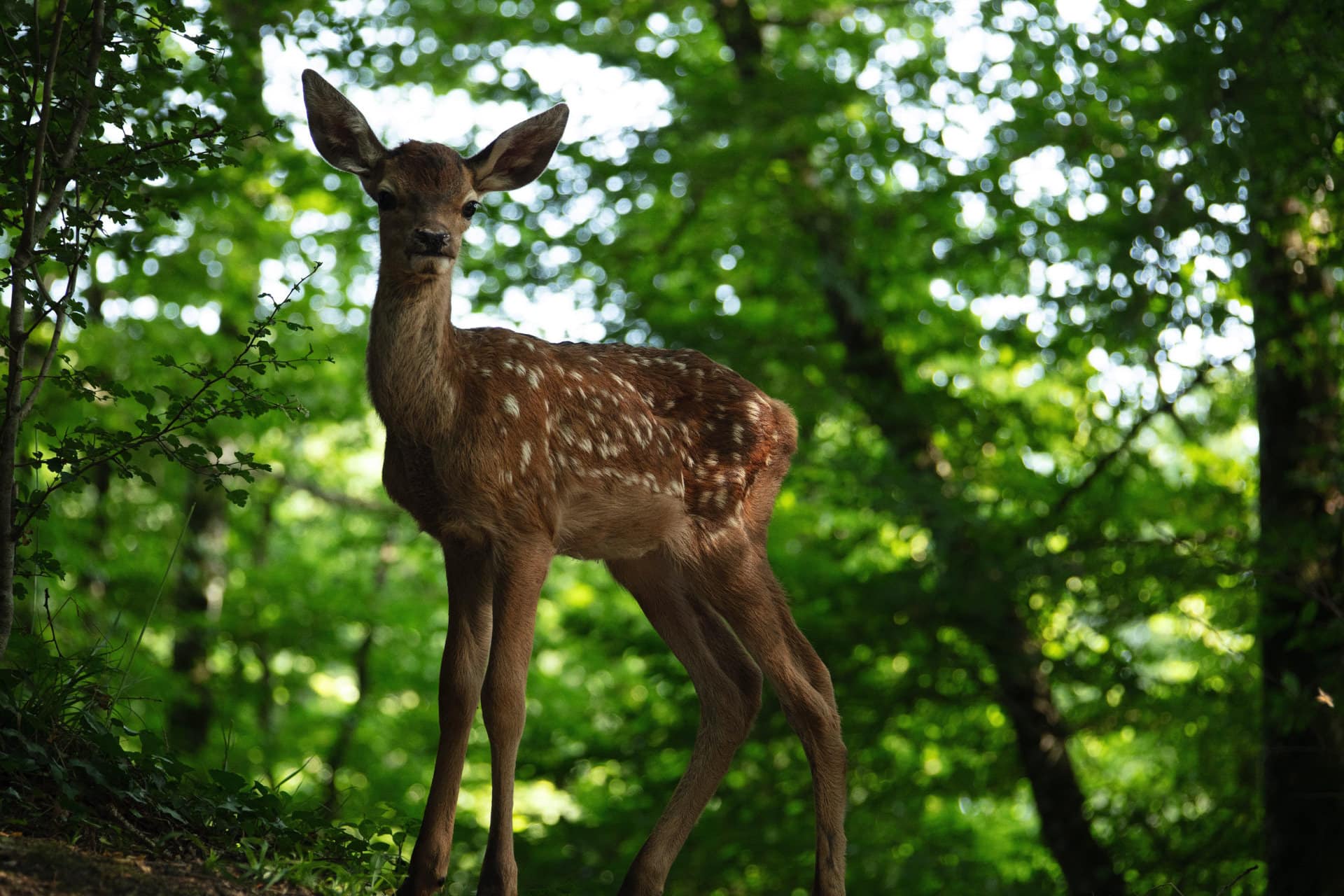 Bambi: Il film con veri animali e la voce narrante di Francesca Michielin, arriva al cinema dal 26 Giugno | Trailer
